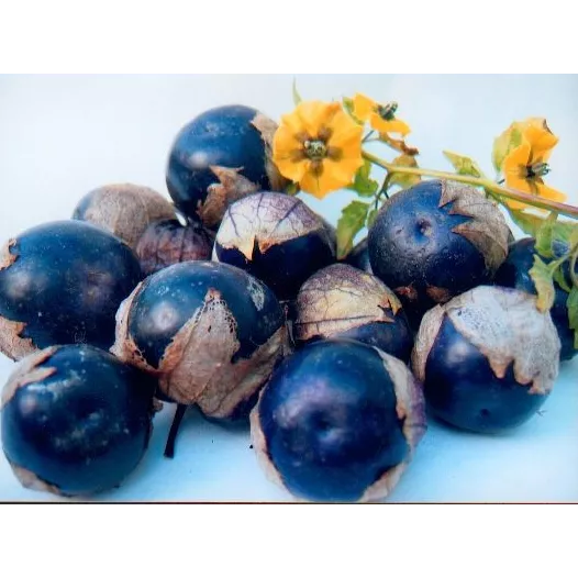 Semences bio de Physalis Tomatillo