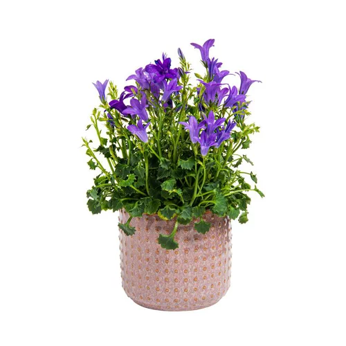 Campanule avec cache pot en céramique vert Ø 6 cm