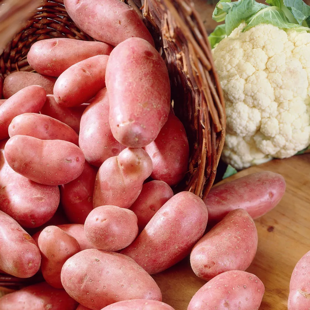 25 Pommes de terre Jeannette Solanum tuberosum jeannette (n°105-2)