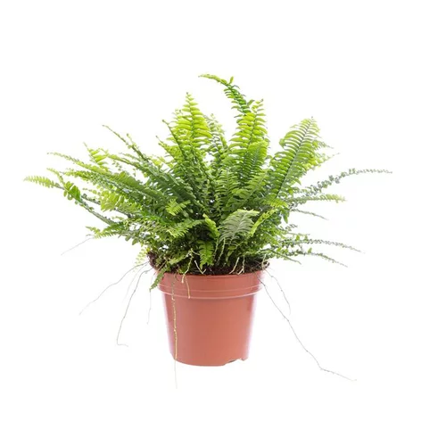 Fougère Nephrolepis Green Lady pot Ø12 cm/ H35 cm