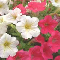 Pétunia à massifs - Le pot de 1 litre