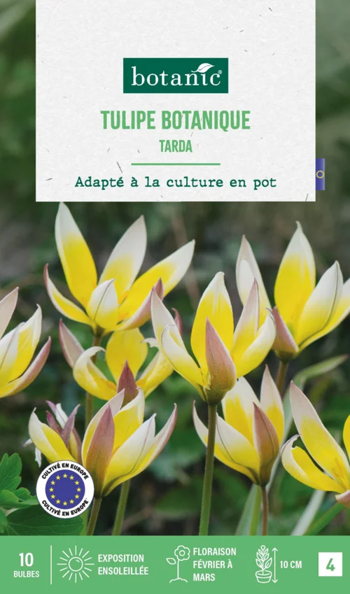 Tulipe species tarda botanic® - 10 bulbes