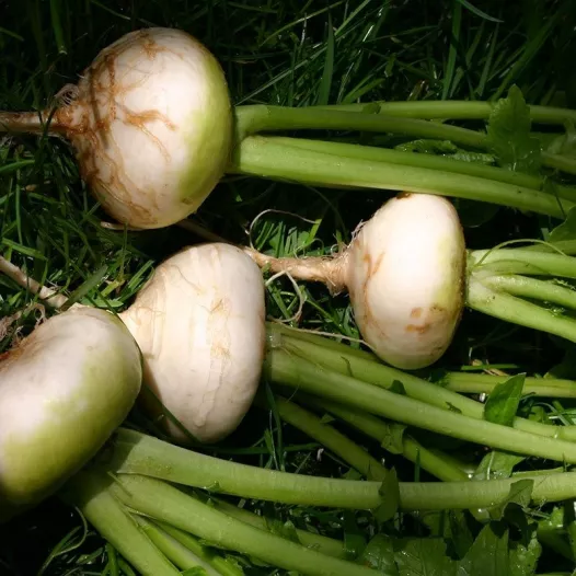 Semences biologiques de Navet hâtif "Blanc plat de mai"