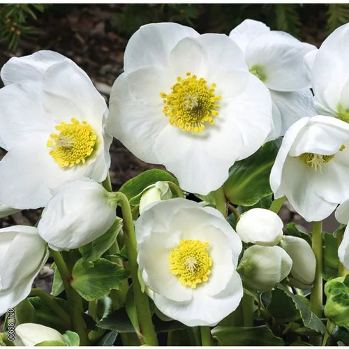 Hellébore noir ou Rose de Noël à fleurs blanches - Le pot Ø 13 cm