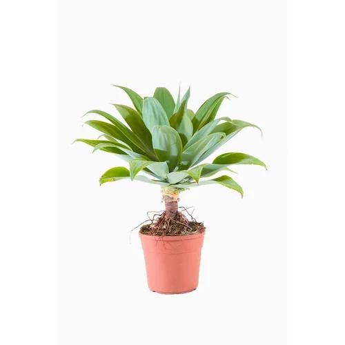 Agave Attenuata (Agave à cou de cygne) en pot de 9 L vert