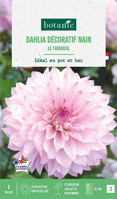 Bulbe de fleurs Dalhia décoratif nain Le Thoureil botanic® - 1 bulbe