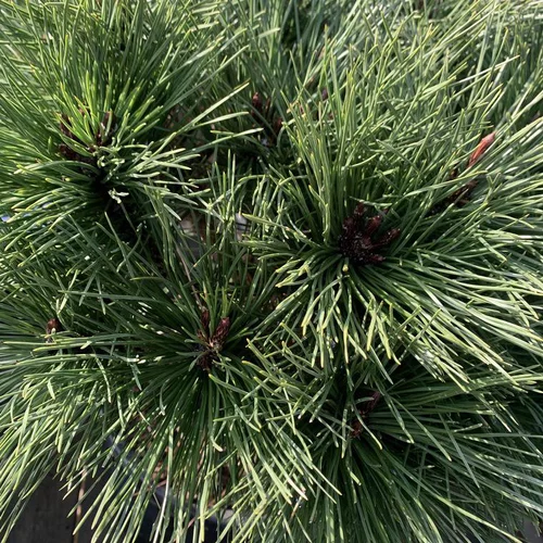 Pin noir ou Pinus nigra Brepo
