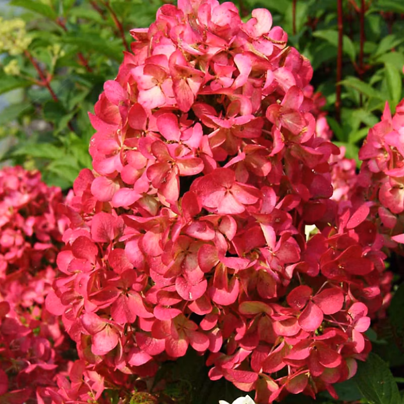 2 x Hortensia paniculé 'Diamond Rouge' – Hydrangea paniculata 'Diamond Rouge' | 40 | 50 cm pot