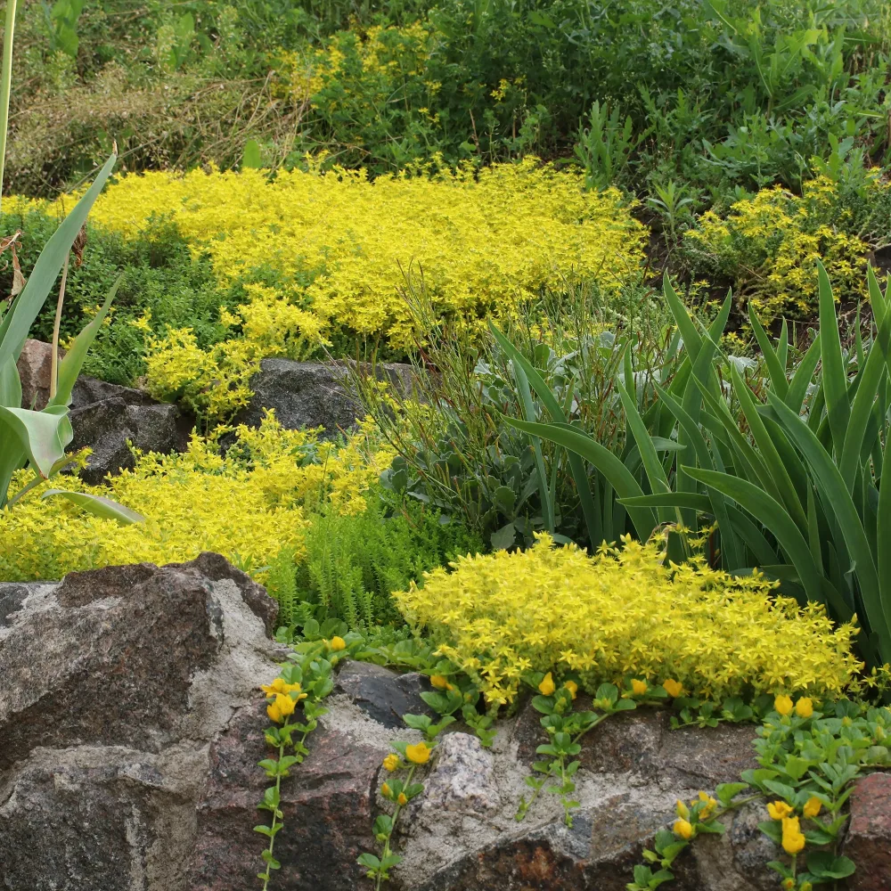2 Sedum acre - Poivre des murailles Sedum acre