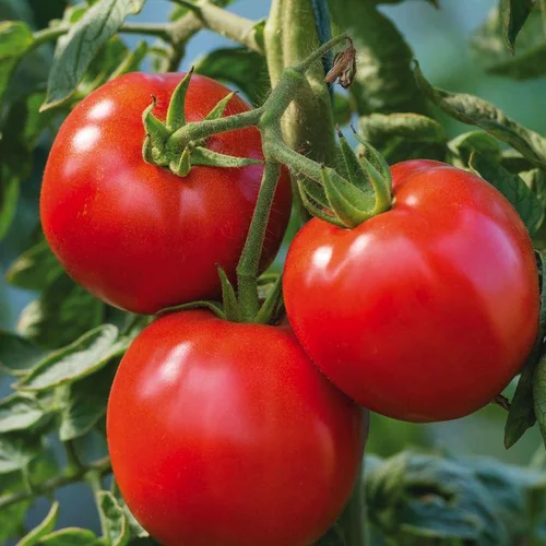 Tomate Ronde Cobra Bio. La barquette de 3 plants