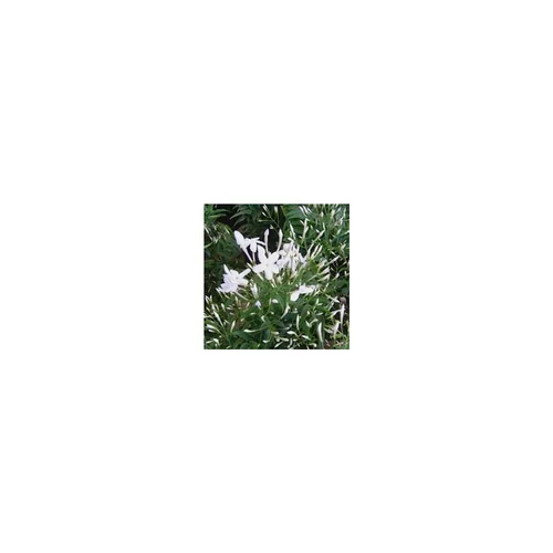 Jasmin - Le pot de 1 litre