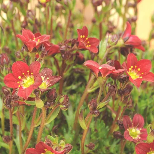 Saxifrage touran scarlet rouge en pot de 2 L