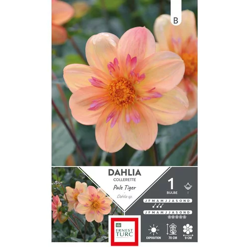 Dahlia collerette haut Pale Tiger orange pale Ernest Turc - 1 bulbe