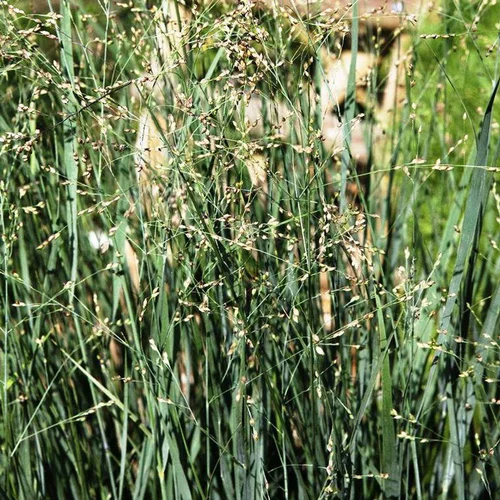 Schizachyrium Scoparium Blue Heaven - Le pot de 4 litres