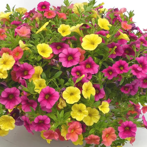 Annuelles variées - Le pot de 1 litre