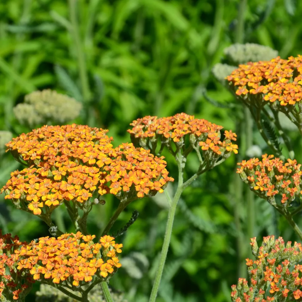 Achillée Terracotta Achillea hybride terracotta