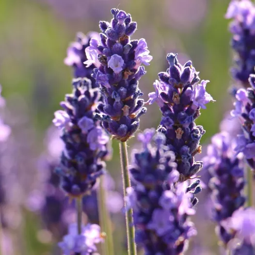 Lavande officinale | Graines aromatiques