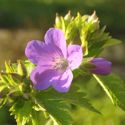 Géranium vivace à fleurs multicolores - Le pot Ø 19 cm