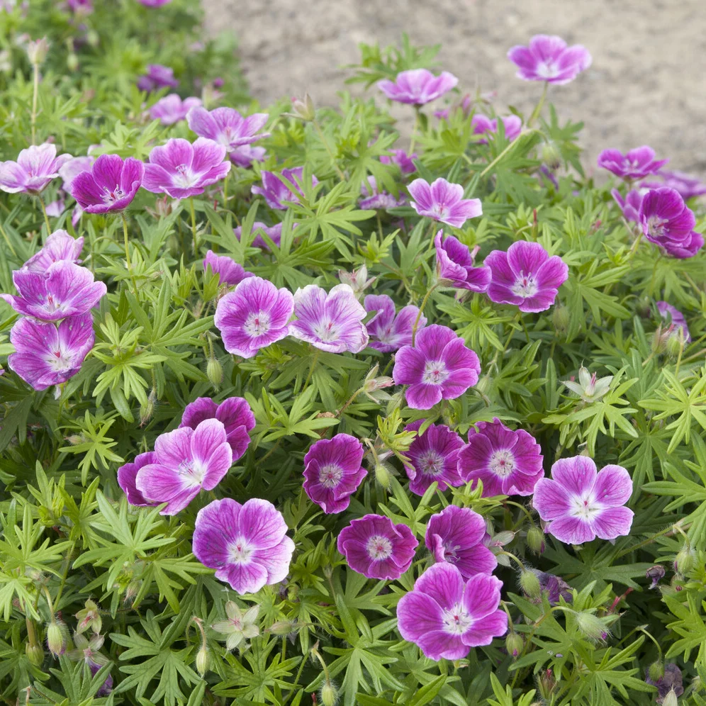 Géranium vivace sanguin Elke Geranium sanguineum Elke