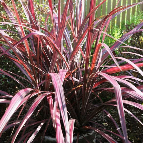 Cordyline Banksii Electric Pink rose en pot de 8 L
