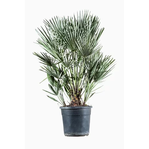 Chamaerops Humilis ou Palmier nain à forme d'éventail. Le pot de 12 litres