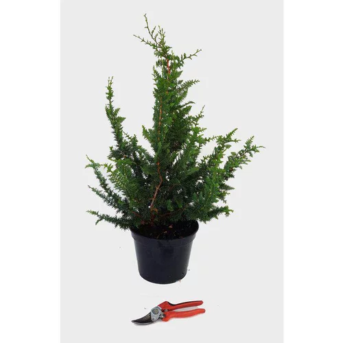 Chamaecyparis Obtusa Teddy Bear (Faux cyprès du Japon) 30/40 en pot de 5 L vert