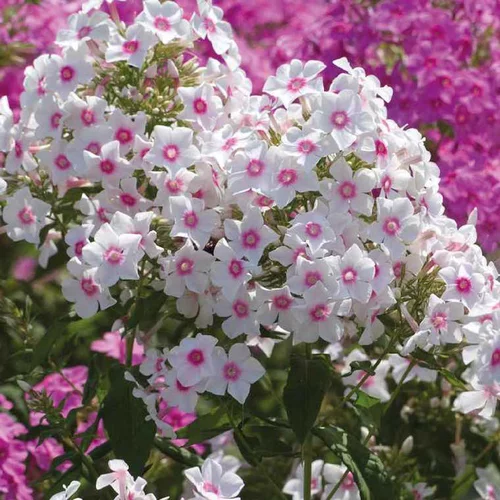 Phlox Paniculata Rose Vif - Le pot de 9 x 9 cm