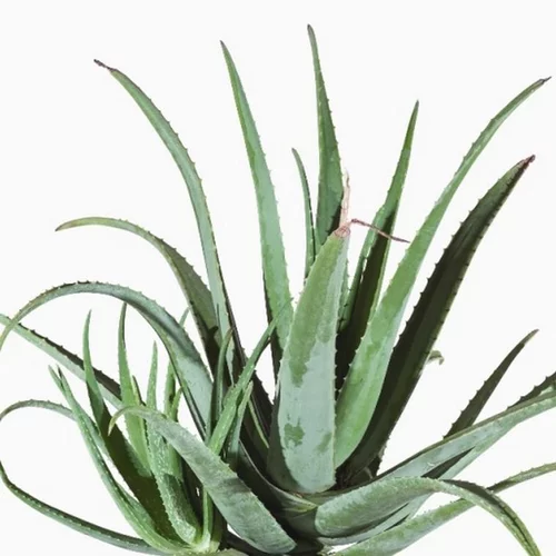 Aloe Vera Bio - Le pot de 9 cm