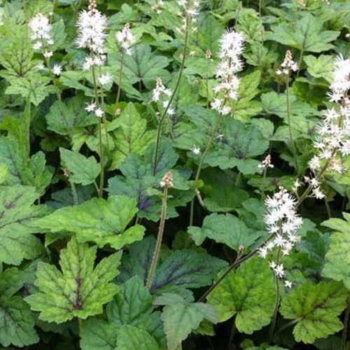 Tiarelle à feuille en cœur Running Tiger Tiarella cordifolia running tiger