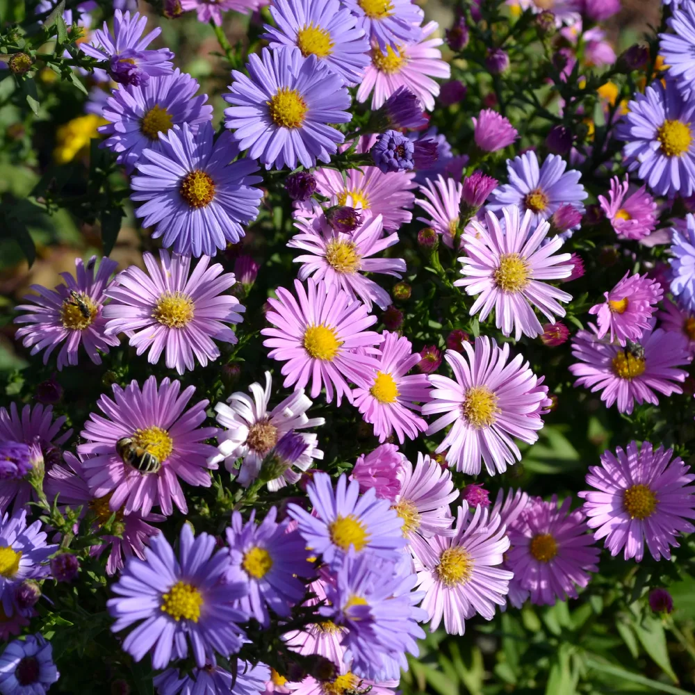 Aster vivace des Alpes en mélange Aster alpinus