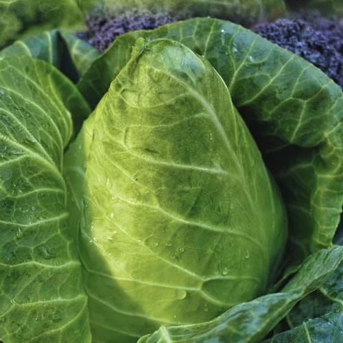 Chou Cabus Pointu Caraflex Bio. La barquette de 3 plants