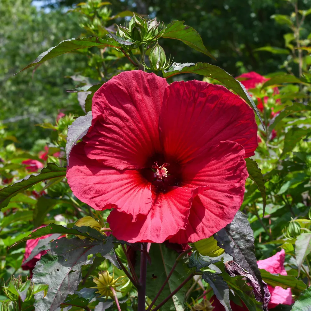 Hibiscus des marais Carrousel® Geant Red Hibiscus moscheutos Carrousel Geant Red®