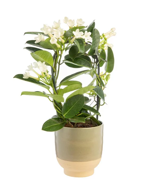 Stephanotis monté sur arceau en pot céramique Ø 12 cm