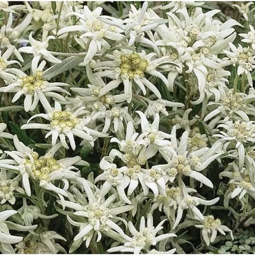 Edelweiss - Le pot de 3 litres