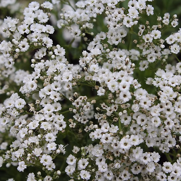 6 x Gypsophile paniculé 'Schneeflocke' – Gypsophila paniculata 'Schneeflocke', godet 9cm x 9cm