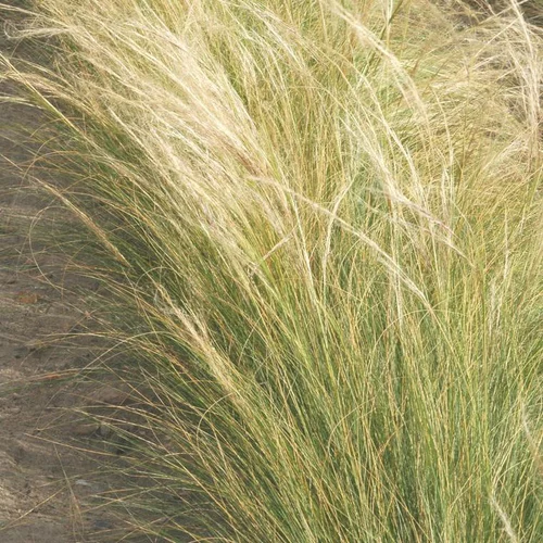 Stipa - Le pot de 1 litre