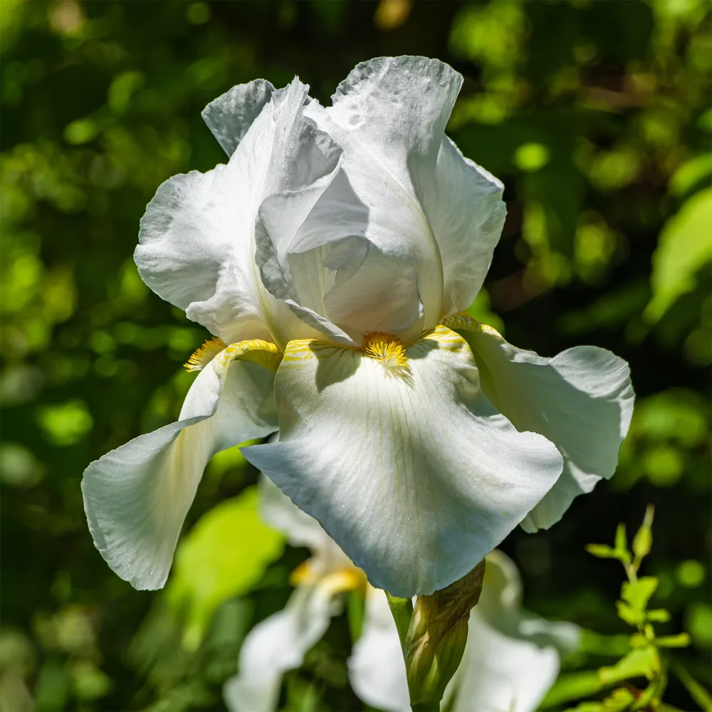 Iris de jardin Wedding Bouquet Iris germanica Wedding Bouquet