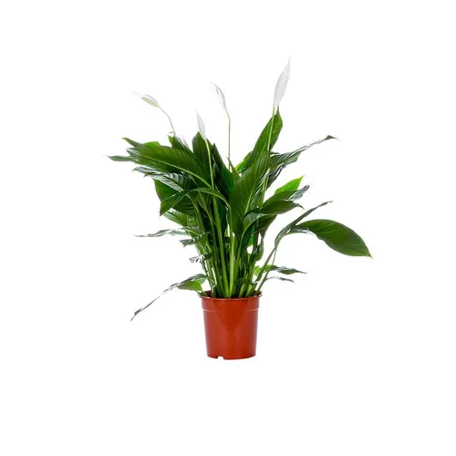 Spathiphyllum pot Ø21 cm/ H95-110 cm