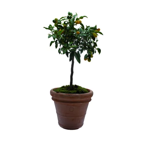 Pot Toscane en terre cuite claire - Ø70 x H58