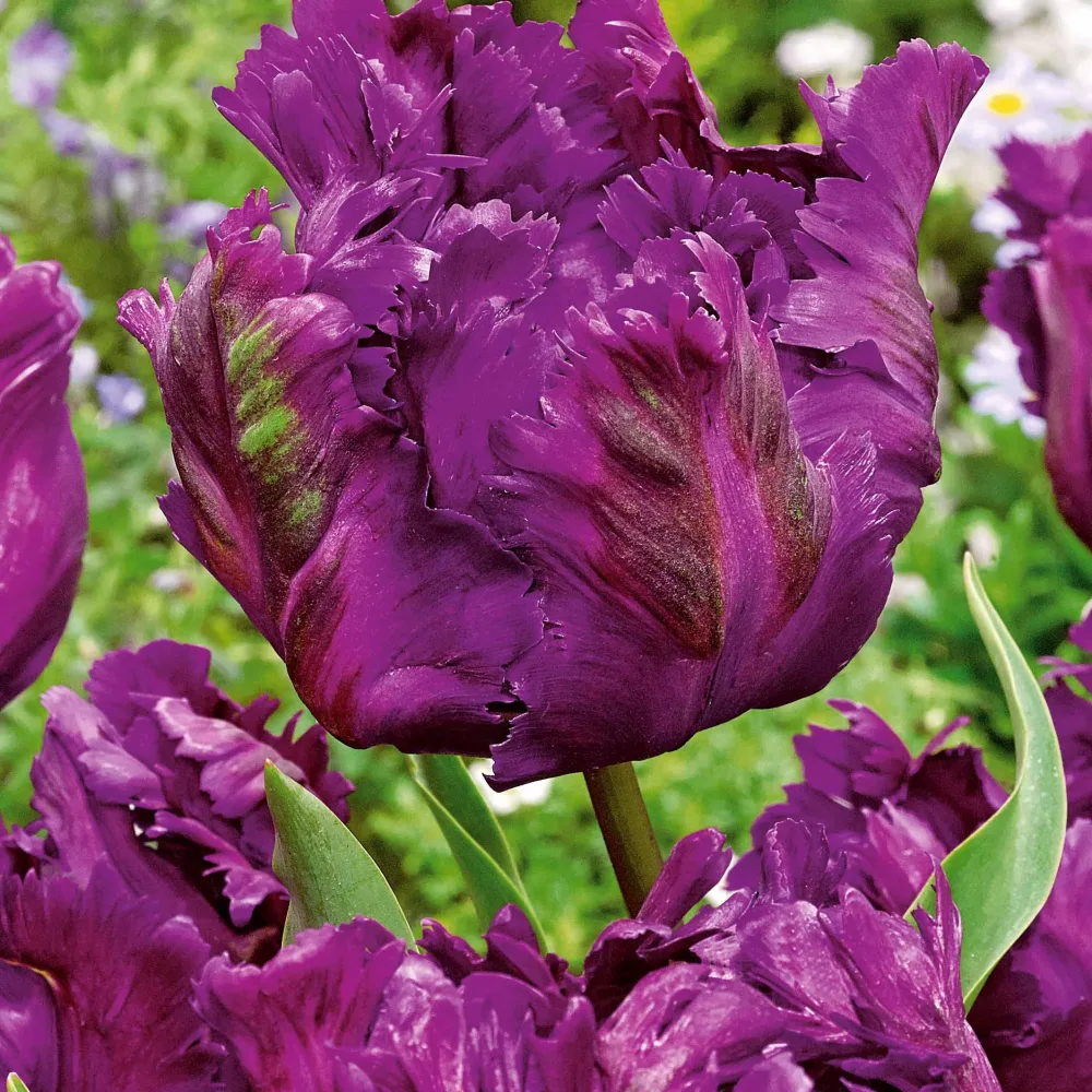 10 Tulipes perroquet Negrita Parrot Tulipa negrita parrot
