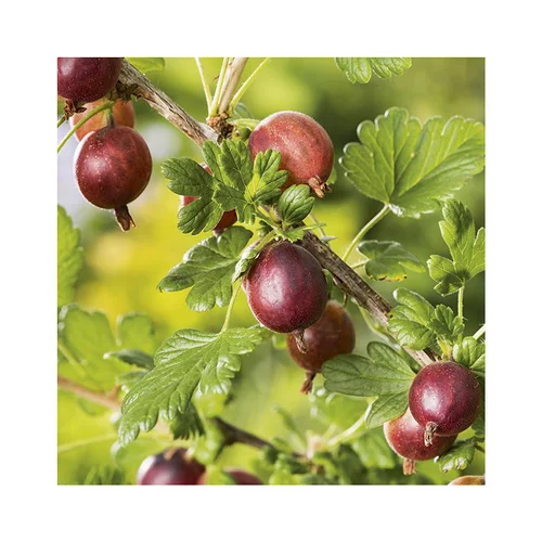Groseillier A Maquereau Hinnonmaki Red Bio. Le pot de 2 litres