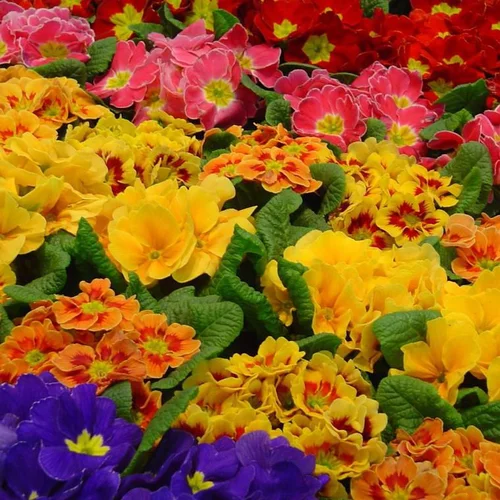 Primevère des jardins. La jardinière en osier de 40 cm