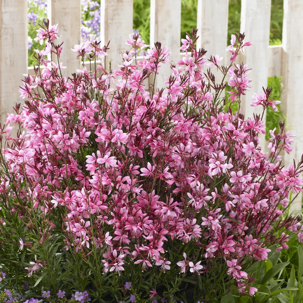 Gaura Baby Butterfly Dark Pink Gaura lindheimeri Baby Butterfly Dark Pink