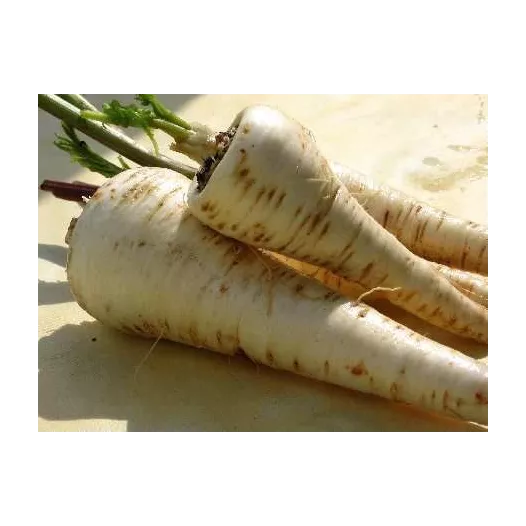 Graines bio de Panais Long Turga