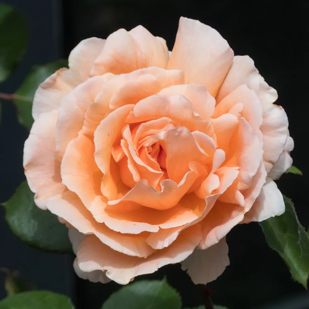 Rosier Just Joey ® Rosa just joey ®