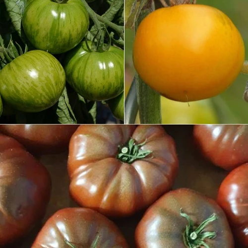 Collection de 9 Plants tomates originales Solanum lycopersicum green zebra,orange queen,noire de crimée