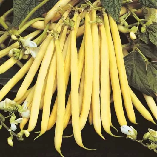 Semences bio de Haricot Helios