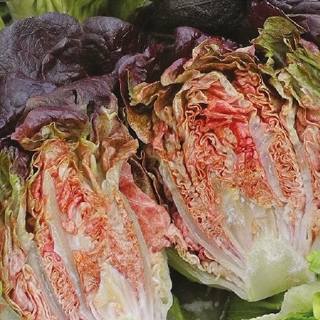 Laitue romaine Little Gem Intred Lactuca sativa little gem intred