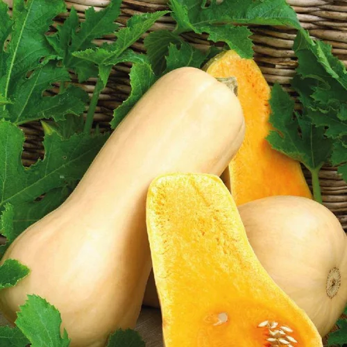 Courge Butternut Waltham Bio. Le pot de 10,5 cm