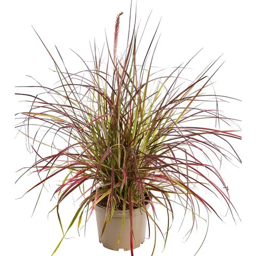 Pennisetum Fire Works - Le pot de 4 litres